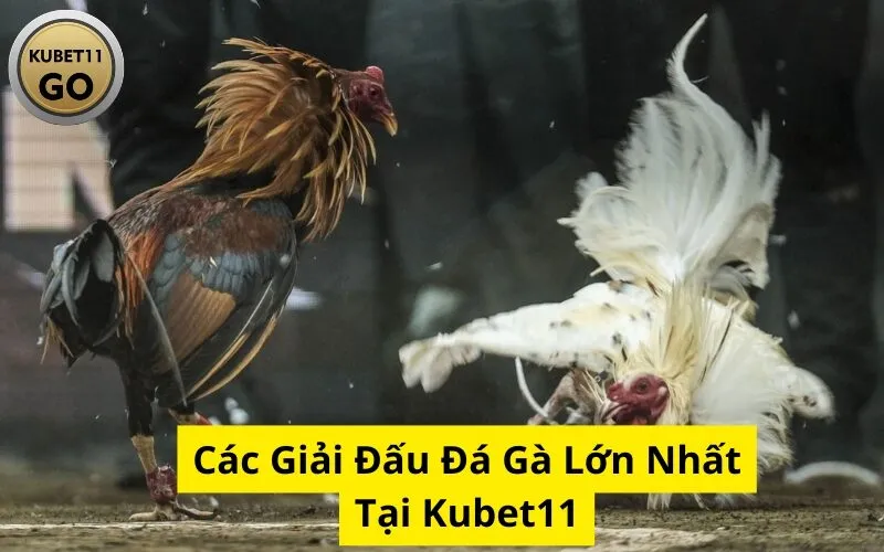 Các Giải Đấu Đá Gà Lớn Nhất Tại Kubet11
