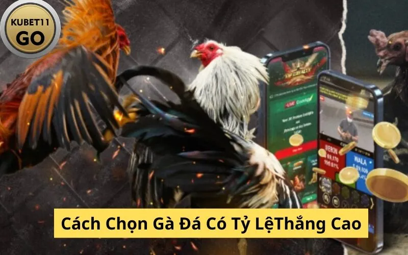 Cách Chọn Gà Đá Có Tỷ LệThắng Cao