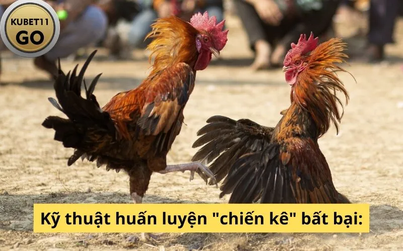 Kỹ thuật huấn luyện "chiến kê" bất bại: