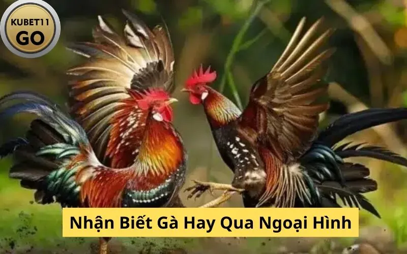 Nhận Biết Gà Hay Qua Ngoại Hình