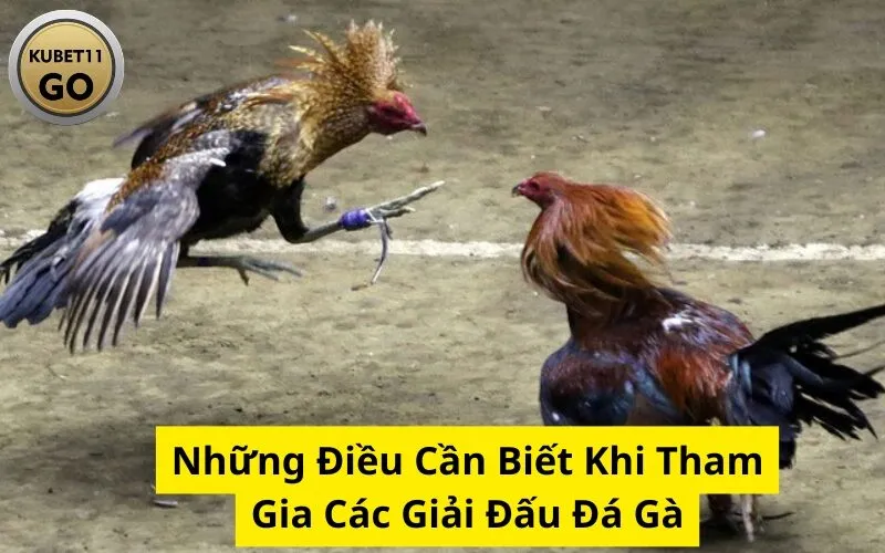 Những Điều Cần Biết Khi Tham Gia Các Giải Đấu Đá Gà