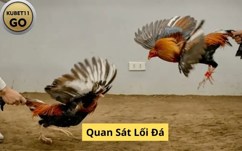 Quan Sát Lối Đá