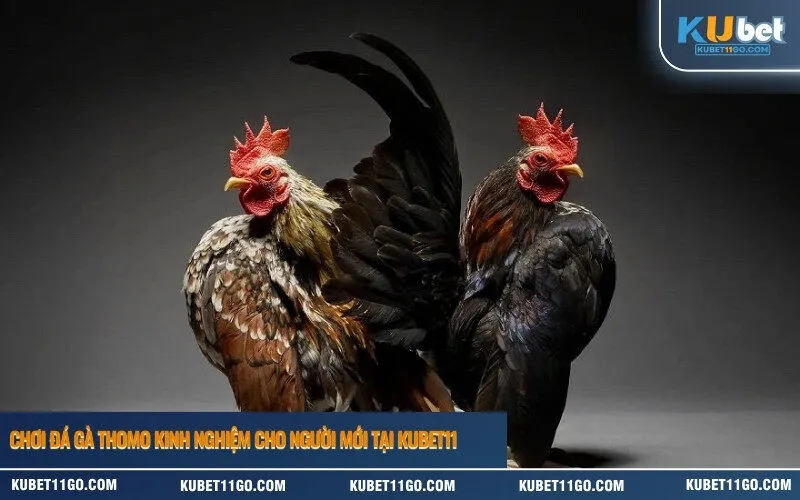 Chơi Đá Gà thomo Kinh Nghiệm cho người mới Tại Kubet11