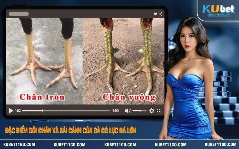 Đặc điểm đôi chân và sải cánh của gà có lực đá lớn