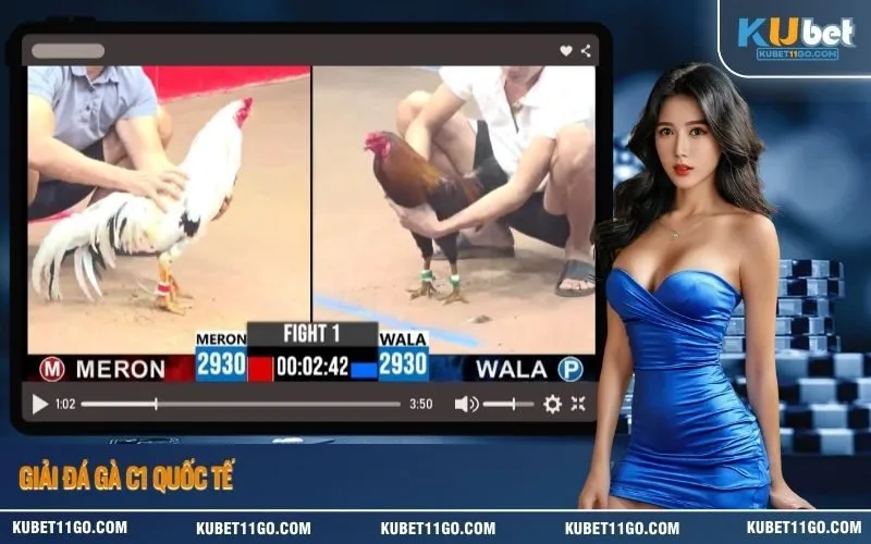 Giải đá gà C1 quốc tế