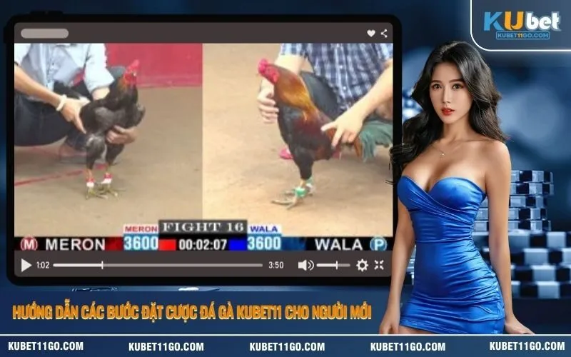 Hướng dẫn các bước đặt cược đá gà Kubet11 cho người mới