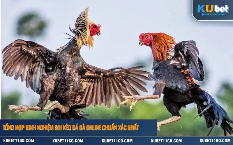 Tổng hợp kinh nghiệm soi kèo đá gà online chuẩn xác nhất.