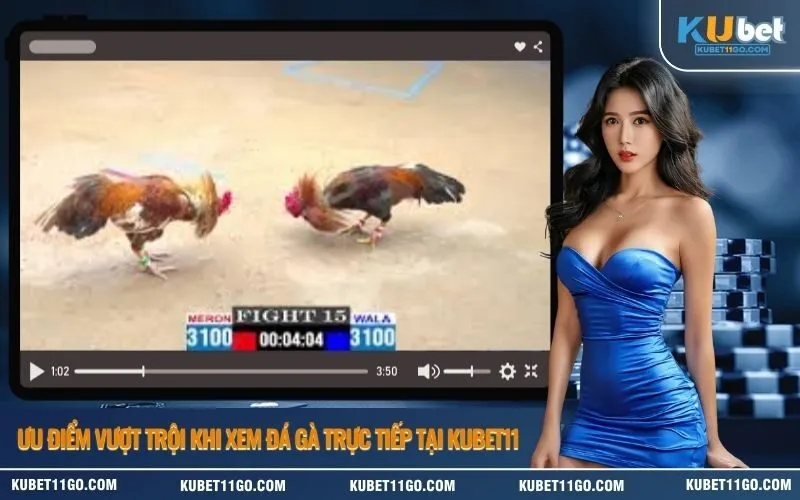 Ưu điểm vượt trội khi xem đá gà trực tiếp tại Kubet11